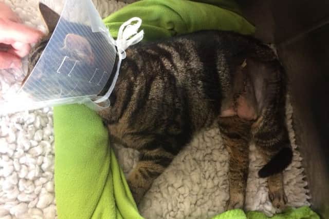 "Stitchy" was brought to the Rhodes Veterinary Surgery on Towcester Road, Farcotton, on February 6 with a nasty wound to her abdomen.