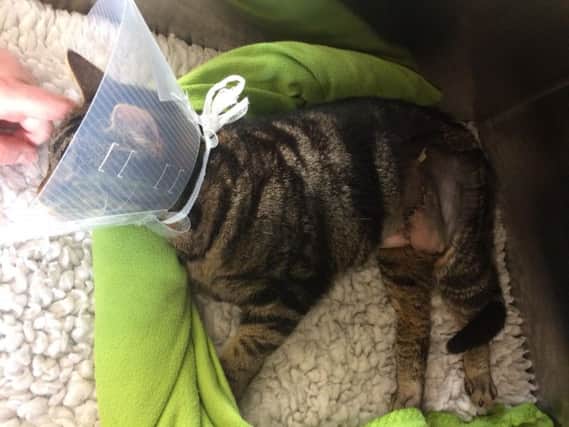 "Stitchy" was brought to the Rhodes Veterinary Surgery on Towcester Road, Farcotton, on February 6 with a nasty wound to her abdomen.