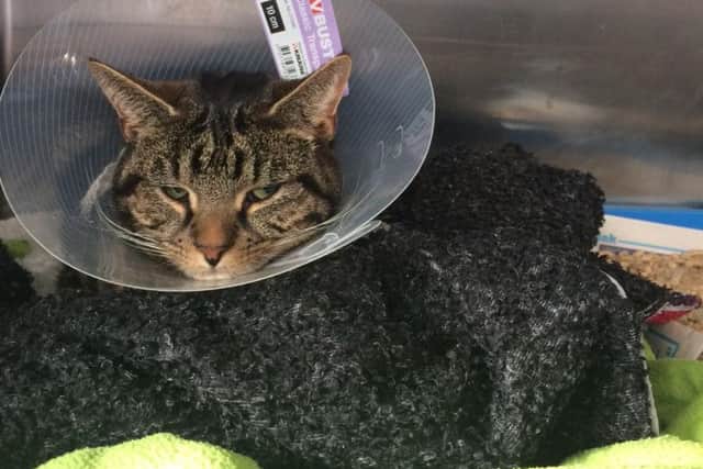 She was operated on using money from the stray fund and is now resting at the main surgery on Queens Park Parade, Kingsthorpe.