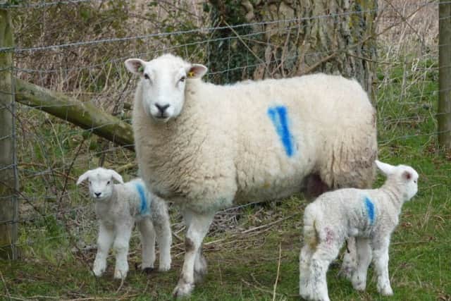 Ewe and lambs. Picture copyright Heather Jan Brunt