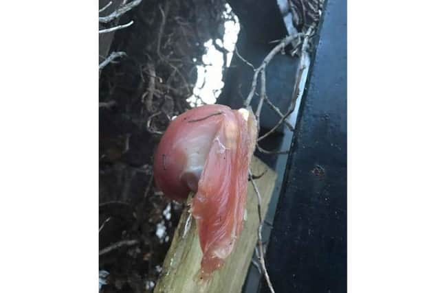 Anyone who finds any of the drugged meat should bring it to their nearest vet, say RSPCA Northampton.