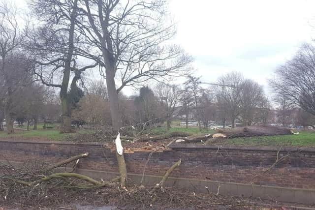 The falling tree damaged a wall in Bedford Road