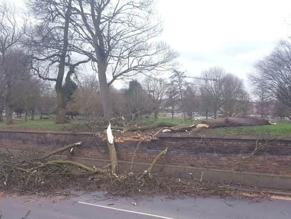 The falling tree damaged a wall in Bedford Road