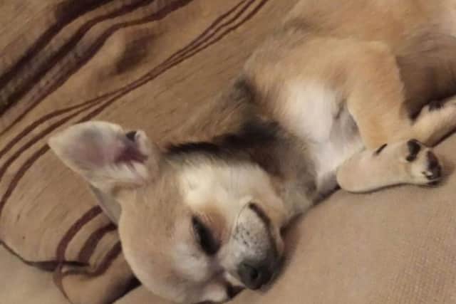 Yoda was last seen in his family's garden on February 15.