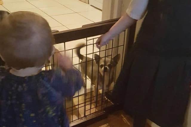 Yoda's family have offered a cash reward for his safe return.