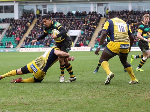 Ken Pisi and Saints saw off Worcester at Franklin's Gardens (pictures: Sharon Lucey)