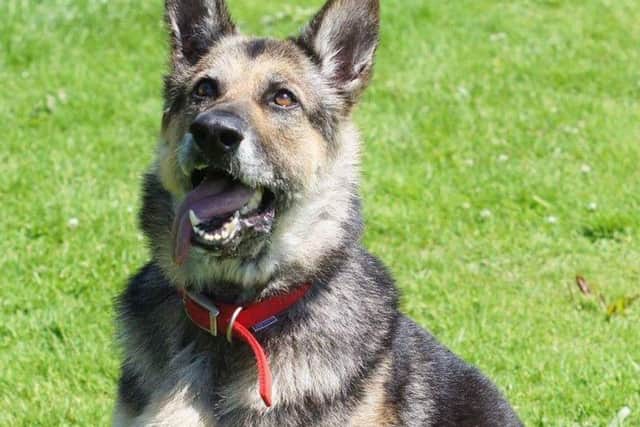 Among the cases reported to the RSPCA - Reo - a nine-year-old German Shepherd was left in agony from the open wounds on her ears, jaw and eye when she was found.