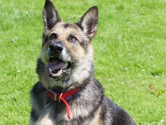 Among the cases reported to the RSPCA - Reo - a nine-year-old German Shepherd was left in agony from the open wounds on her ears, jaw and eye when she was found.