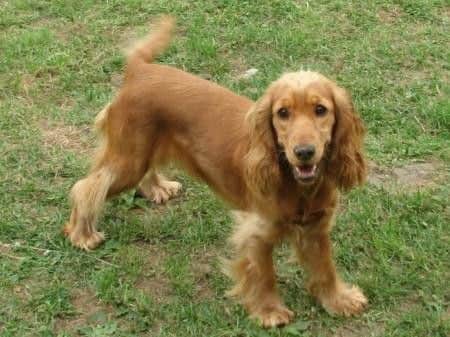 A female red Cocker Spaniel with six Cockerpoo puppies