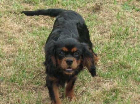 A red and white King Charles Cavalier