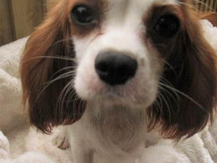A female Sable Cocker Spaniel with six chocolate and black Sable puppies