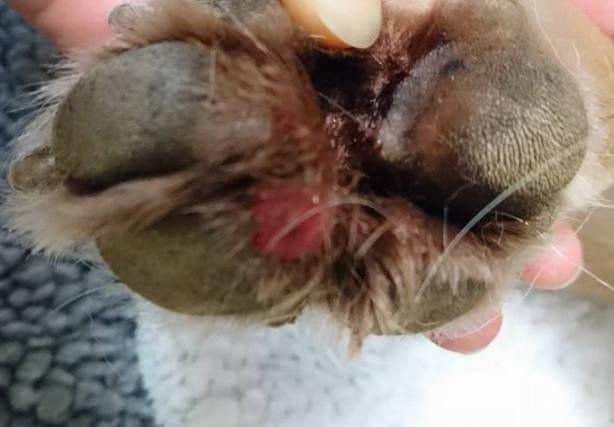 Dog owners warned after case of deadly flesh-eating disease is confirmed
