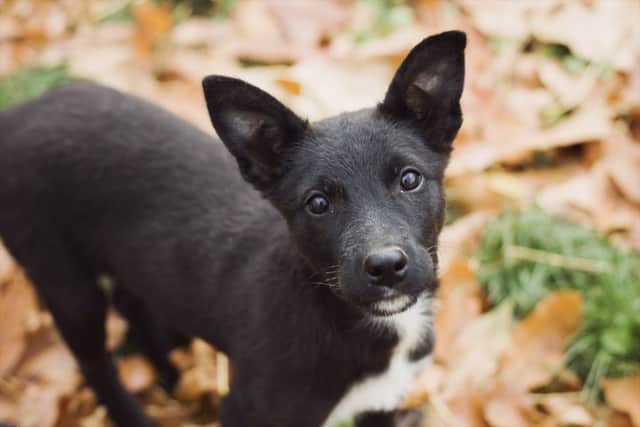Dog law change one year on: 450,000 pets still not chipped