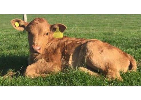 The stolen calf is similar in appearance to this one