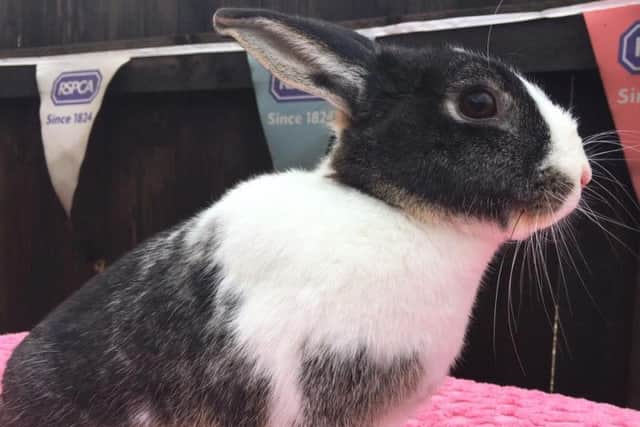 The RSPCA helps animals across Northamptonshire and the country.