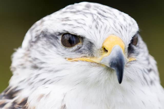Kelmarsh Country Show 2017Ferruginous Hawk NNL-170418-091932009