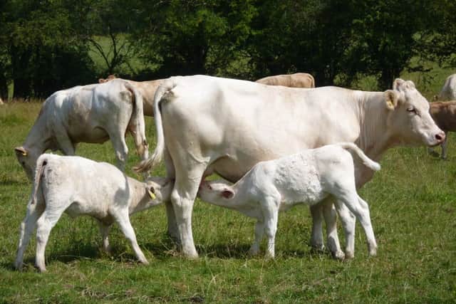 Cows and calves. Picture copyright Heather Jan Brunt