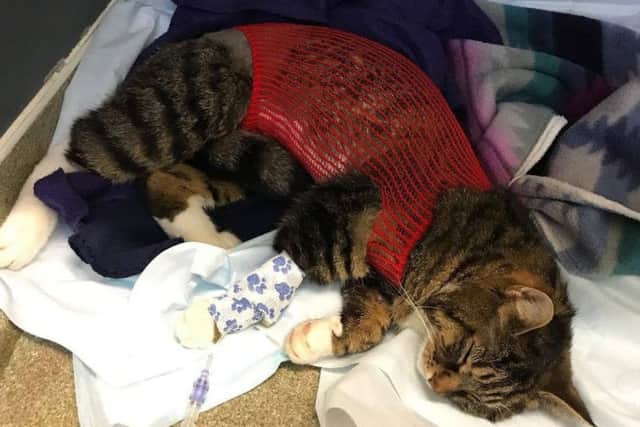 Buddy, who is two years and six months old, was shot twice by an air rifle.