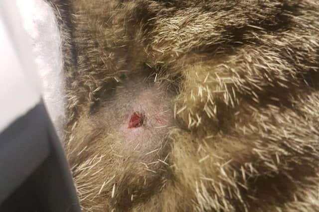 Buddy's wound.