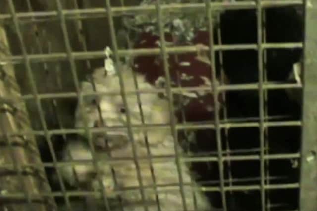 RSPCA footage from a raid at a puppy farm.