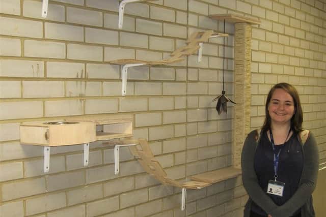 Kit Thurman with her wall-mounted cat furniture