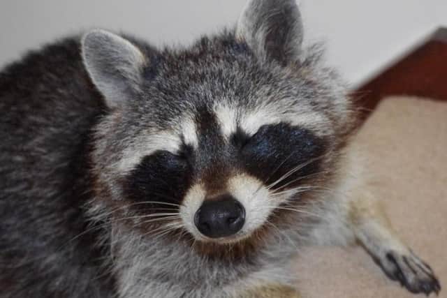 Marek managed to get a close-up of the furry critter last night.