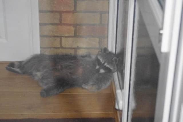 The racoon - at this point shut in the porch of the Chapanionek's house in Horton - opts for a quick doze.
