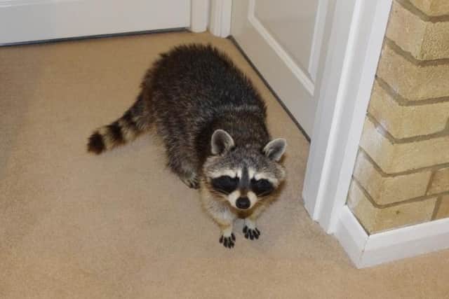 The unexpected visitor strolled across the landing of the house.