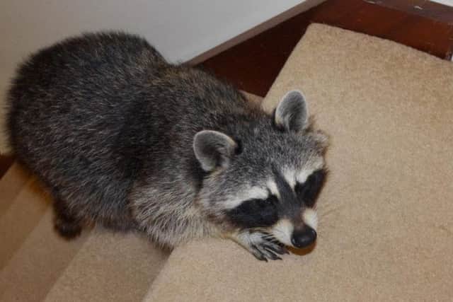 A cheeky critter who went on a rampage in a Northamptonshire family'shouse has proved that every raccoon-dog has its day.