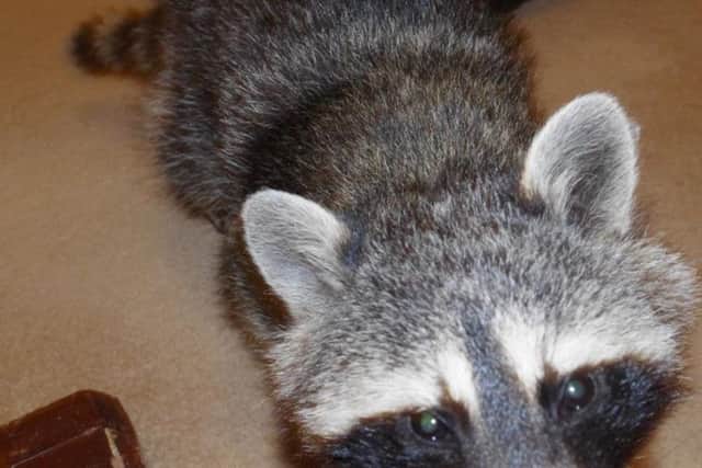 Bert has since been rehomed at a wildlife park in Chester.