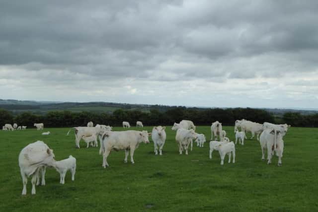 Dorcas Charolais herd. Picture by Heather Jan Brunt