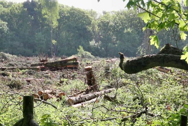 This area was cleared in Denton Wood. Conservation groups have called the operation 'a disgrace' while the Forestry Commission say they carried out a thorough survey.