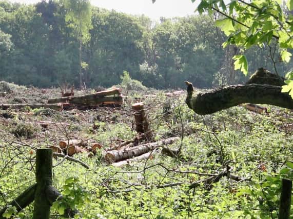 This area was cleared in Denton Wood. Conservation groups have called the operation 'a disgrace' while the Forestry Commission say they carried out a thorough survey.