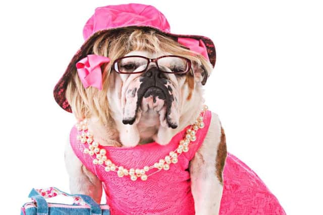 Producers are set to host auditions for a Bulldog to star in Legally Blonde, Northampton. Credit: WilleeCole Photography.