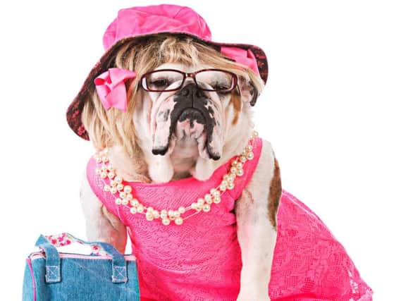 Producers are set to host auditions for a Bulldog to star in Legally Blonde, Northampton. Credit: WilleeCole Photography.