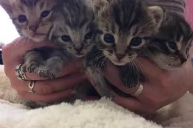 The four ABBA kittens were rushed to Northamptonshire's RSPCA branch after they were found in the back of a lorry.