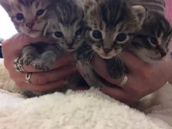 The four ABBA kittens were rushed to Northamptonshire's RSPCA branch after they were found in the back of a lorry.