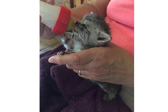 The kittens will soon be moved onto solid food.