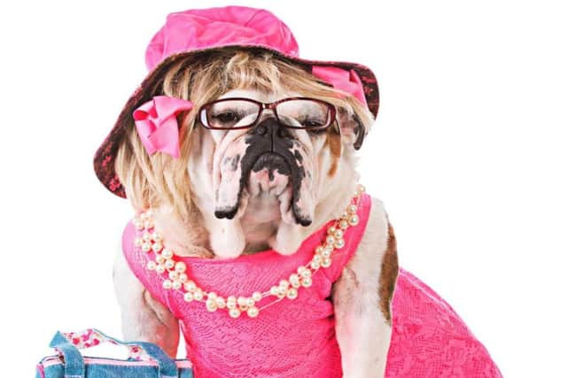 Producers of Legally Blonde are looking for pet pooches to join the cast when the show comes to Royal & Derngate