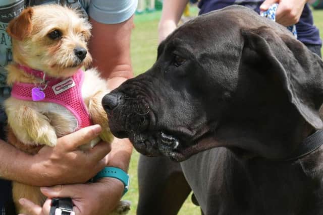 114 pooches got together over the weekend to compete in novelty classes.