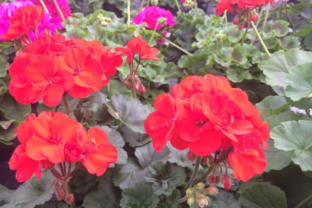The award-winning Pelargoniums were commended by the Royal Horticultural Society.