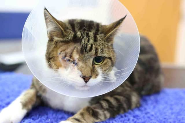 Airgun attacks can lead to animals sustaining life-changing injuries. Photo credit to Eddie Mitchell.