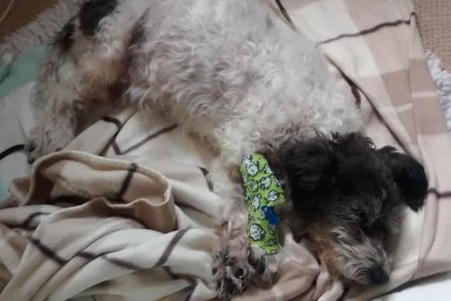 The dumped terrier was found by a member of the public near to Barley Hill Road, in Southfields.