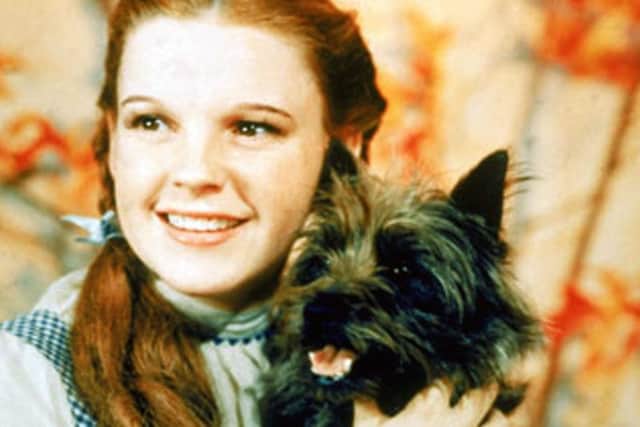 A four-legged star is needed to play Toto the dog in a Northampton production of The Wizard of Oz.