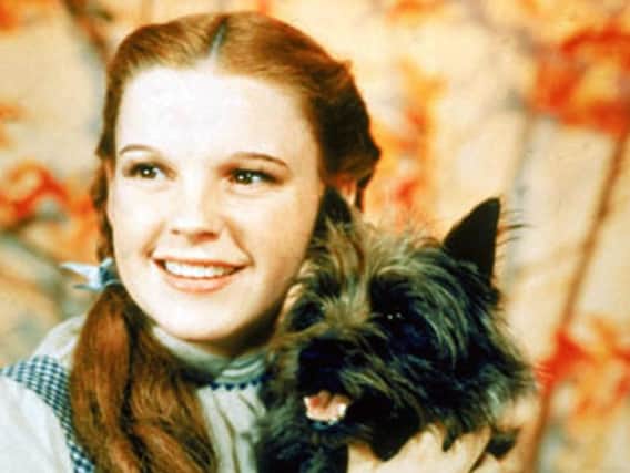 A four-legged star is needed to play Toto the dog in a Northampton production of The Wizard of Oz.