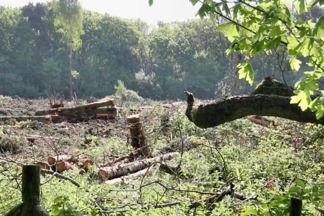 Areas of Denton Wood were felled in June for eco fuel.