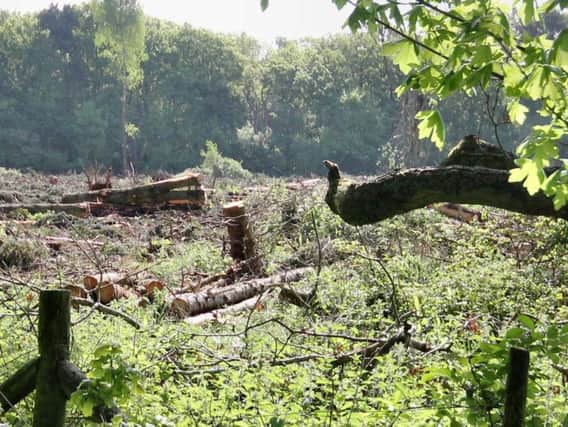Areas of Denton Wood were felled in June for eco fuel.