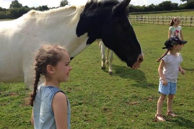 Picture by Sharon Hakesley, who keeps her two horses, Pirate and Boe, in Chapel Brampton on land that will likely form part of the Northern Orbital route.