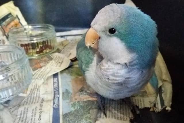 Jo Ewen is trying to find the owners of Blue the Quaker parrot.