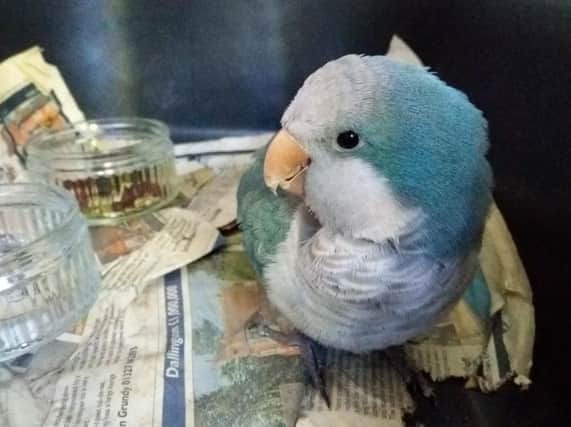 Jo Ewen is trying to find the owners of Blue the Quaker parrot.